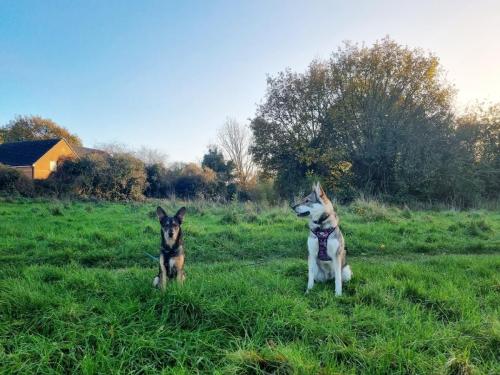 Daria Joć, DogiDomek, konsultacje behawioralne, psi hotel, psia opieka, psi sklep