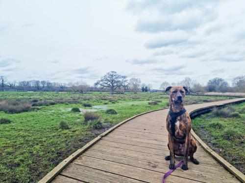 Daria Joć, DogiDomek, konsultacje behawioralne, psi hotel, psia opieka, psi sklep