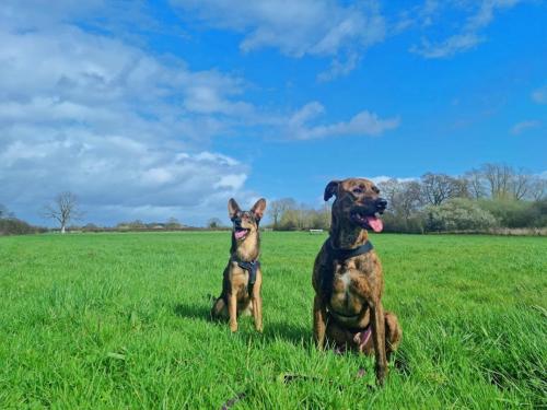 Daria Joć, DogiDomek, konsultacje behawioralne, psi hotel, psia opieka, psi sklep