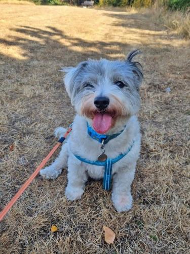 Daria Joć, DogiDomek, konsultacje behawioralne, psi hotel, psia opieka, psi sklep