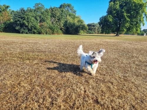 Daria Joć, DogiDomek, konsultacje behawioralne, psi hotel, psia opieka, psi sklep