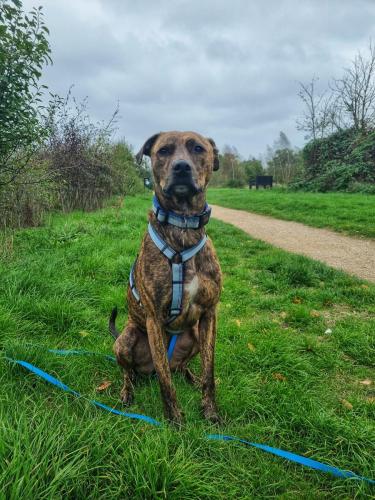 Daria Joć, DogiDomek, konsultacje behawioralne, psi hotel, psia opieka, psi sklep