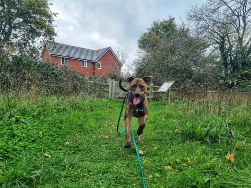 Daria Joć, DogiDomek, konsultacje behawioralne, psi hotel, psia opieka, psi sklep