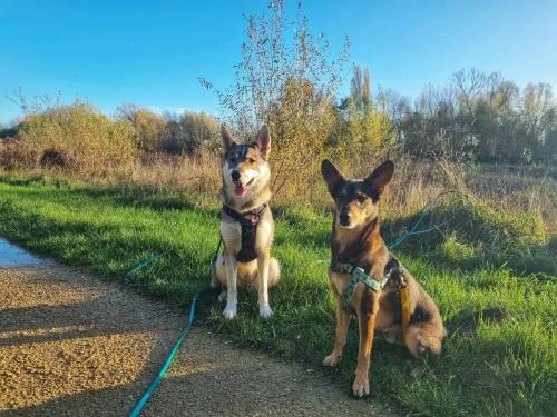 Daria Joć, DogiDomek, konsultacje behawioralne, psi hotel, psia opieka, psi sklep