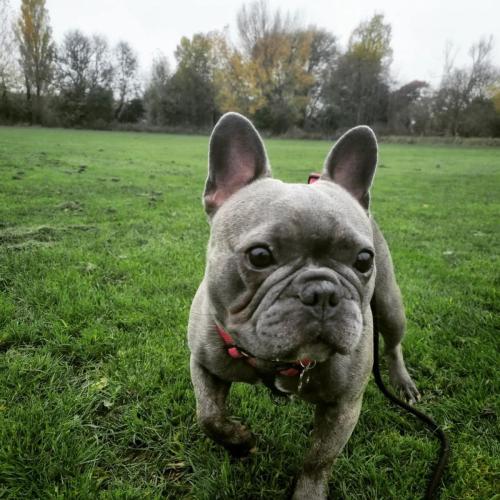 Daria Joć, DogiDomek, konsultacje behawioralne, psi hotel, psia opieka, psi sklep