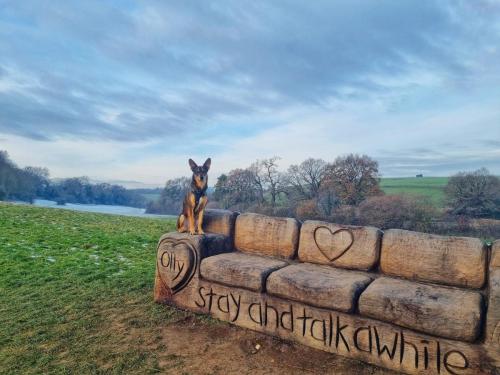 Daria Joć, DogiDomek, konsultacje behawioralne, psi hotel, psia opieka, psi sklep