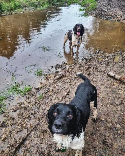 Daria Joć, DogiDomek, konsultacje behawioralne, psi hotel, psia opieka, psi sklep