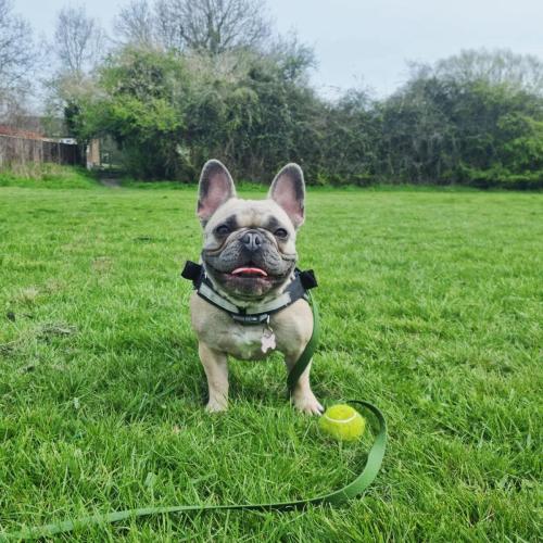 Daria Joć, DogiDomek, konsultacje behawioralne, psi hotel, psia opieka, psi sklep