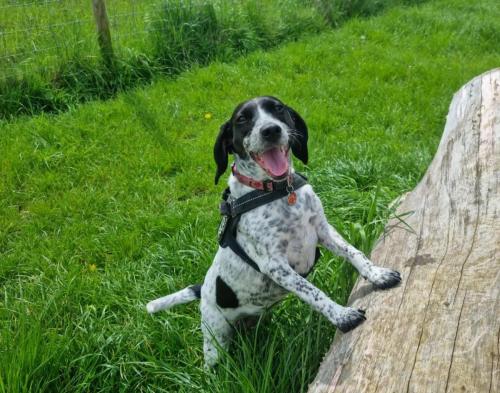 Daria Joć, DogiDomek, konsultacje behawioralne, psi hotel, psia opieka, psi sklep