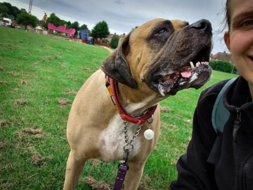 Daria Joć, DogiDomek, konsultacje behawioralne, psi hotel, psia opieka, psi sklep