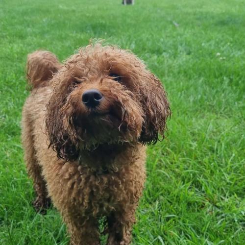 Daria Joć, DogiDomek, konsultacje behawioralne, psi hotel, psia opieka, psi sklep